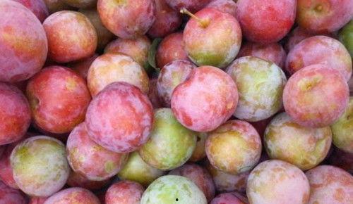 梦见吃瓜吃李子,瓜果飘香，味蕾间的奇幻之旅