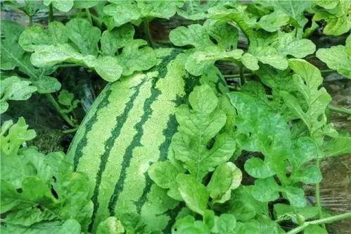 吃绿瓜红瓜的绿瓜,探寻绿瓜的独特魅力