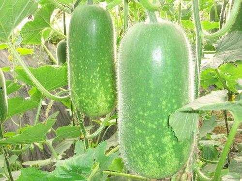 甲乙丙丁吃瓜大赛,甲乙丙丁吃瓜大赛巅峰对决