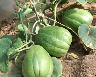 老王杯吃瓜最新,揭秘娱乐圈最新热点事件