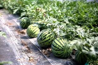 重庆模特圈吃瓜,揭秘幕后吃瓜大事件