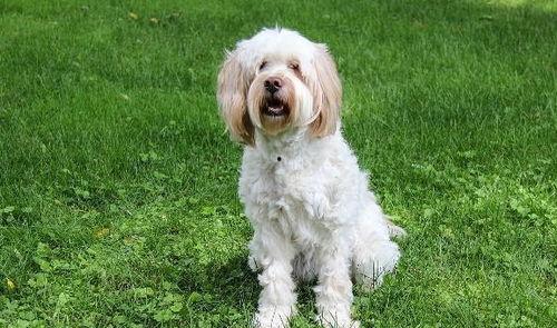 狗狗可以吃洋瓜吗,洋瓜是否适合作为狗狗的美食？