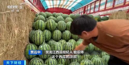 泗水福临城吃瓜,夏日吃瓜盛宴，畅享清凉时光