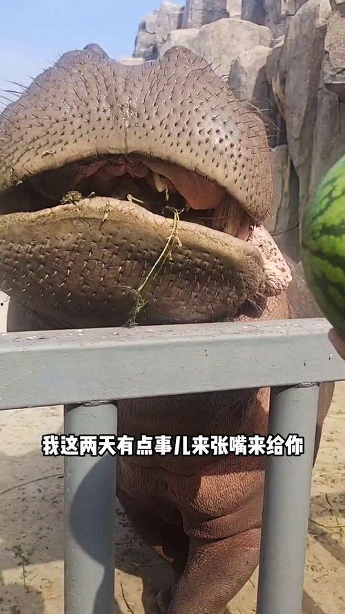 搞笑配音河马吃瓜图片,笑料横生，配音搞笑瞬间