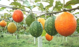 丹寨吊瓜怎么吃,独特美味，多样食法探索之旅