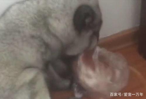 狐狸吃瓜机,揭秘智能娱乐新潮流